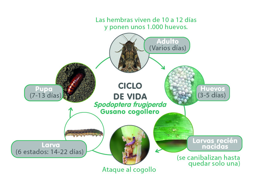 spodoptera